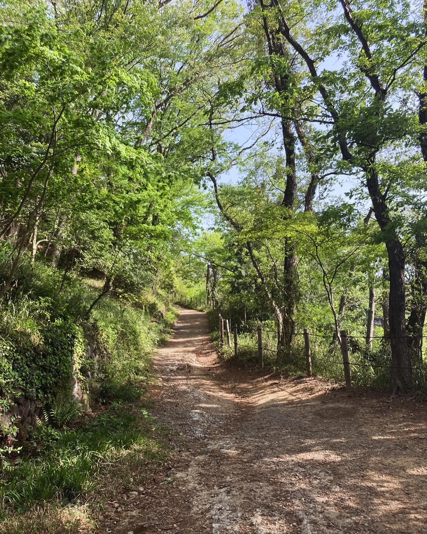 高幡不動尊⛰️登るとちょっとした登山体験ができます⛰️