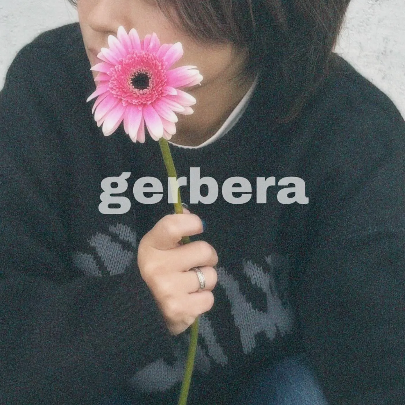 🌼Gerbera🌼