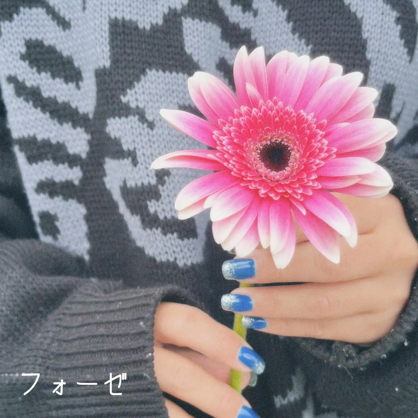 🌼Gerbera🌼