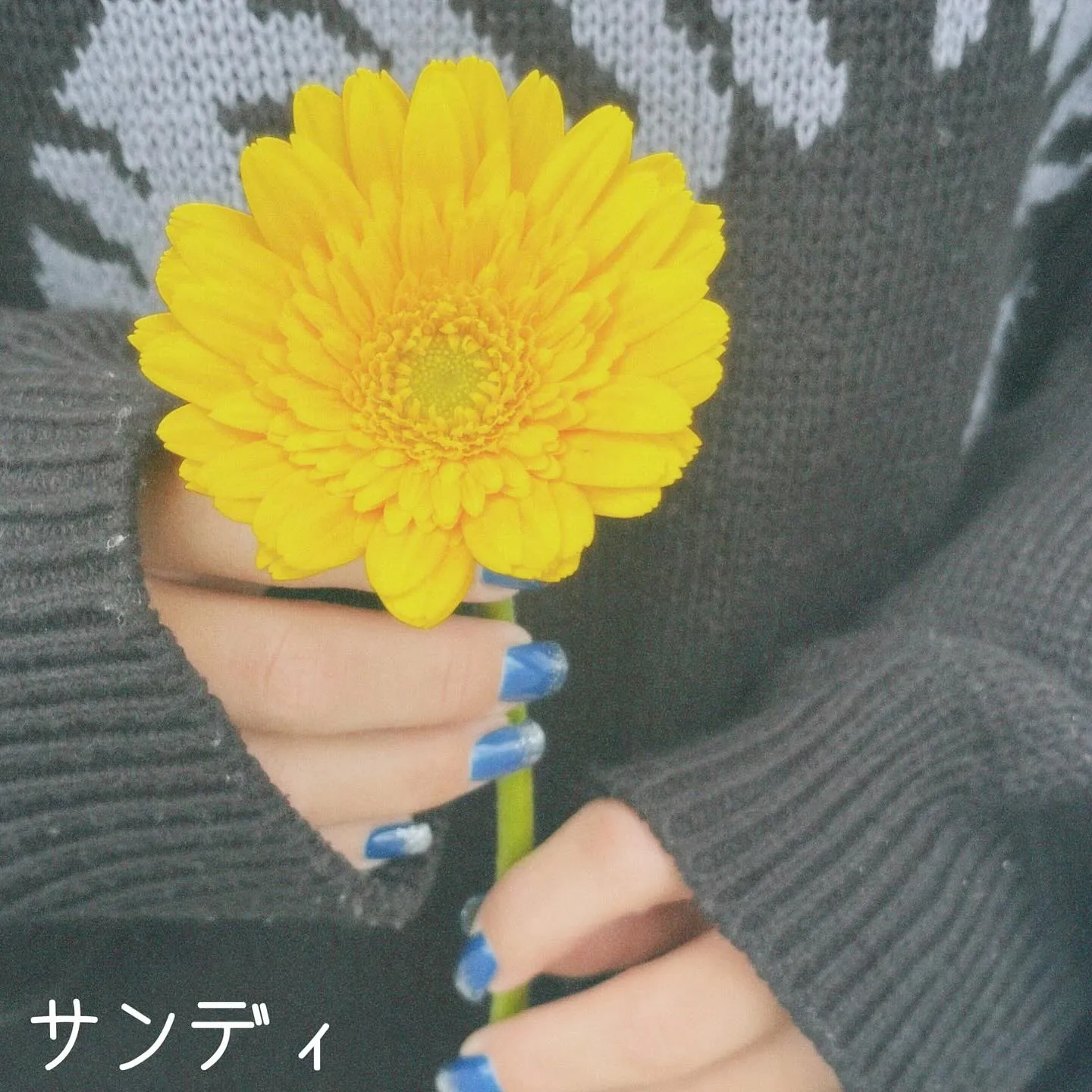 🌼Gerbera🌼